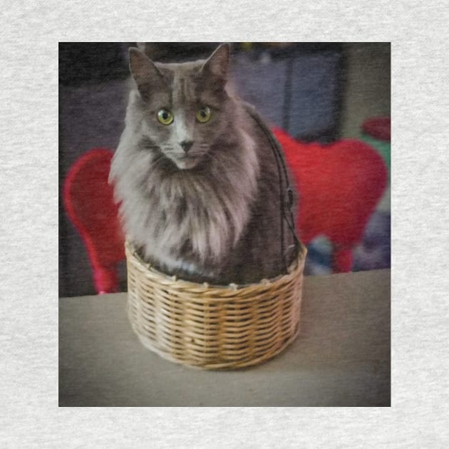 Grey green eyed cat in a basket by PandLCreations